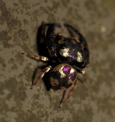 Simaethina