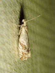 Epinotia solicitana