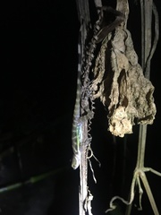 Anolis aquaticus