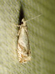 Epinotia solicitana