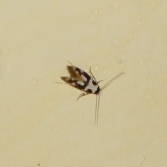 Neurothaumasia ankerella