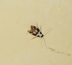 Neurothaumasia ankerella