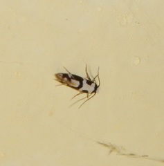 Neurothaumasia ankerella