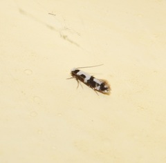 Neurothaumasia ankerella