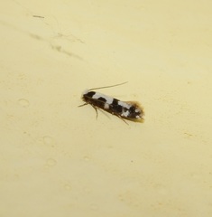 Neurothaumasia ankerella