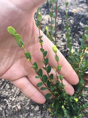 Phyllanthus cochinchinensis