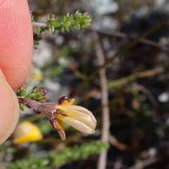 Aspalathus juniperina