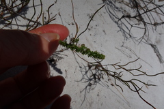 Aspalathus juniperina