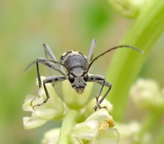 Chlorophorus figuratus