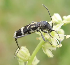 Chlorophorus figuratus