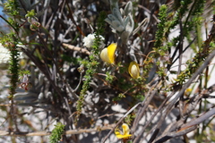 Aspalathus juniperina