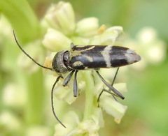 Chlorophorus figuratus