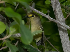 Vireo crassirostris