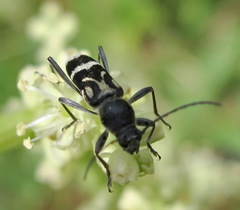 Chlorophorus figuratus