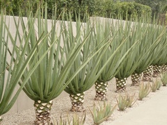 Furcraea macdougallii