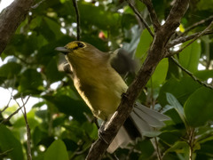 Vireo crassirostris
