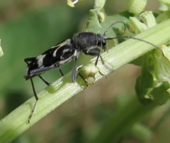 Chlorophorus figuratus