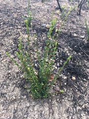 Phyllanthus cochinchinensis