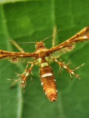 Deuterocopus