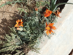 Gazania leiopoda