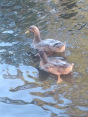 Anas platyrhynchos domesticus