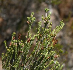 Passerina rubra