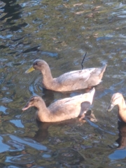 Anas platyrhynchos domesticus