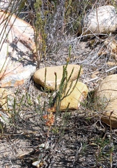 Passerina rubra