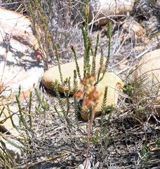 Passerina rubra