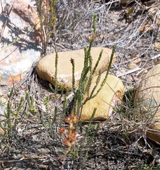 Passerina rubra