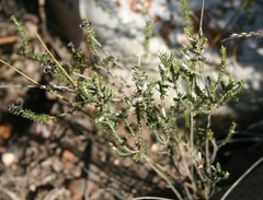 Passerina rubra