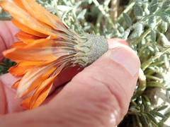Gazania leiopoda