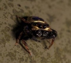Simaethina