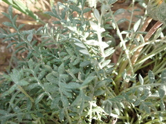 Gazania leiopoda
