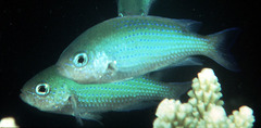 Bluedotted Damselfish photo 2