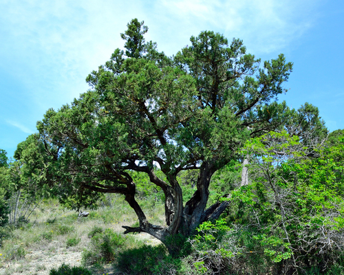 Grecian juniper (Juniperus excelsa)