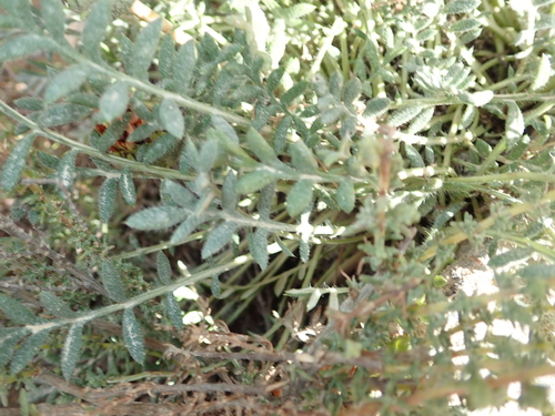 Image of Gazania leiopoda by no rights reserved