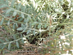 Gazania leiopoda