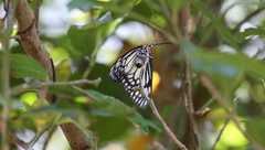 Cyclosia papilionaris