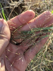Muhlenbergia porteri