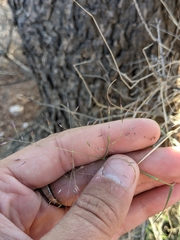 Muhlenbergia porteri