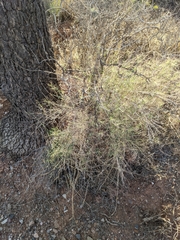 Muhlenbergia porteri