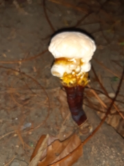 Ganoderma polychromum