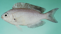 Gulf Damselfish photo 4