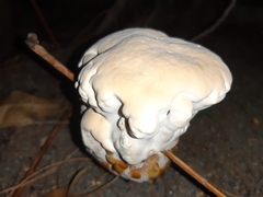 Ganoderma polychromum