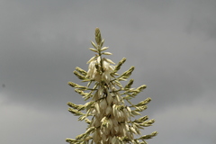 Yucca filifera