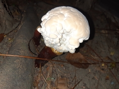 Ganoderma polychromum