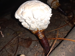 Ganoderma polychromum