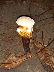 Ganoderma polychromum