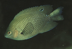 Sombre Damselfish photo 4